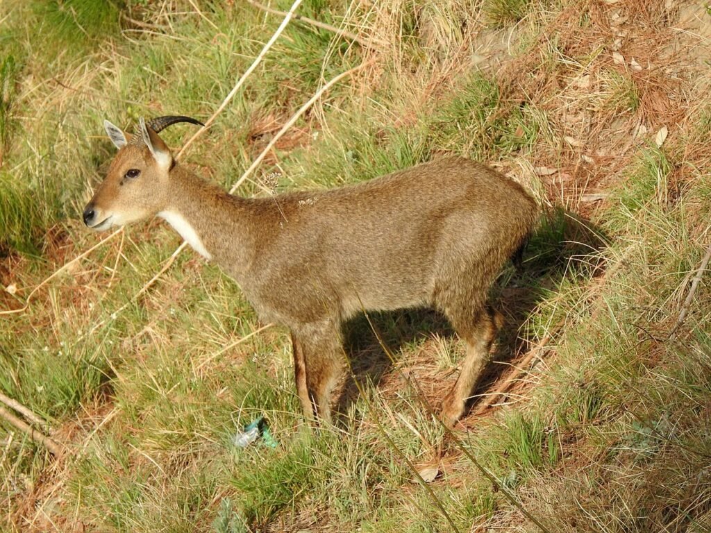 Kasauli, Solan, Himachal Pradesh