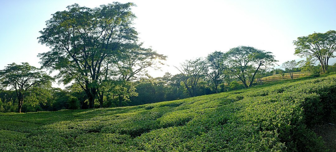 Kangra Tourism Guide district, Himachal Pradesh