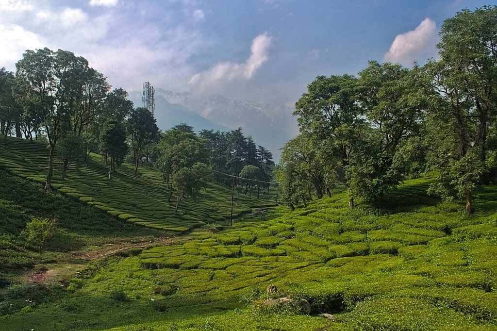Tea plantation in Palampur with the Himalayan foothills in Kangra district, Himachal Pradesh